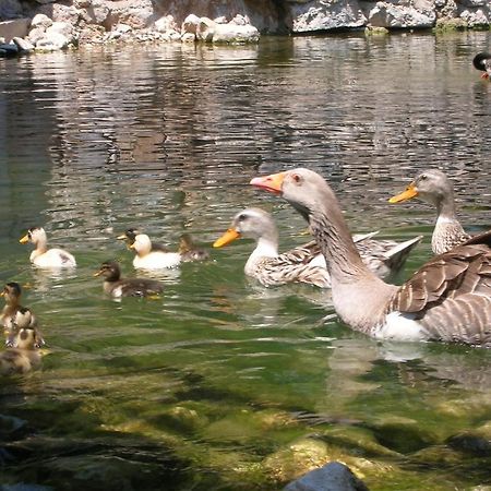 Adrasan River Hotel Kumluca Kültér fotó